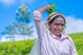 Tamil woman who works at Dambetenna estate breaks tea leaves Royalty Free Stock Photo